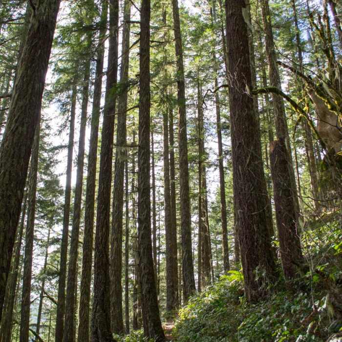 Near Joe's Peak Trail