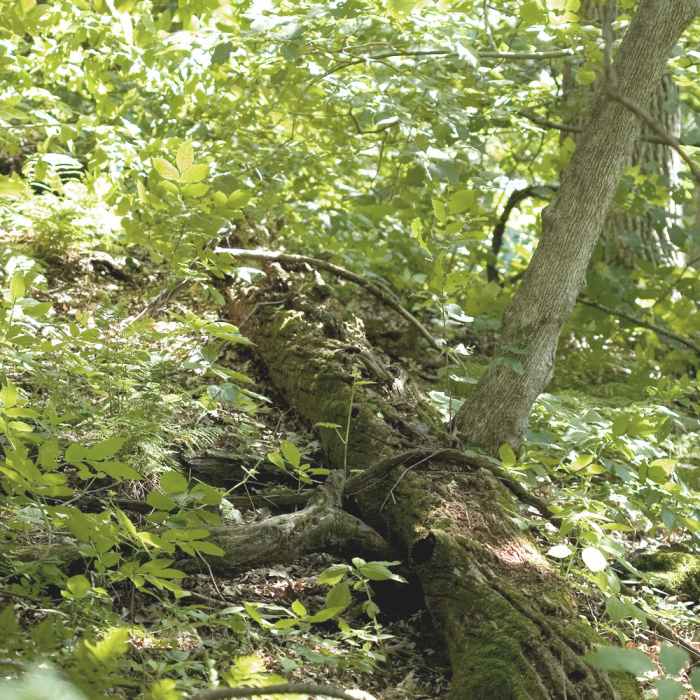 Admiring some of the foliage along the way. Near Quaking Bog Loop