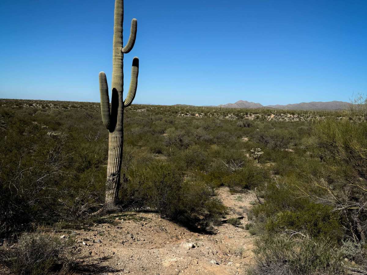 Primitive Trail  photo 4