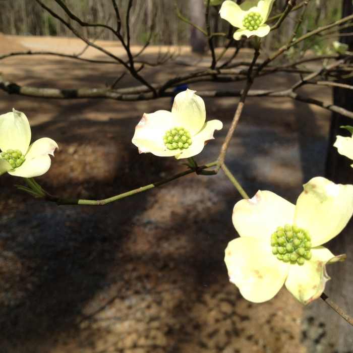 Dogwoods in bloom Near Maggie's Glen Loop