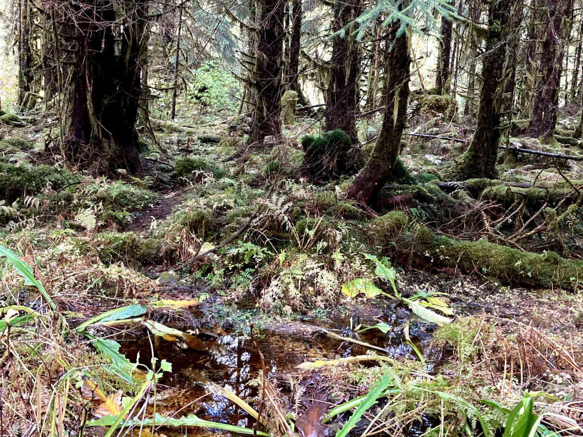 Twin Spur FR20250300 trail photo