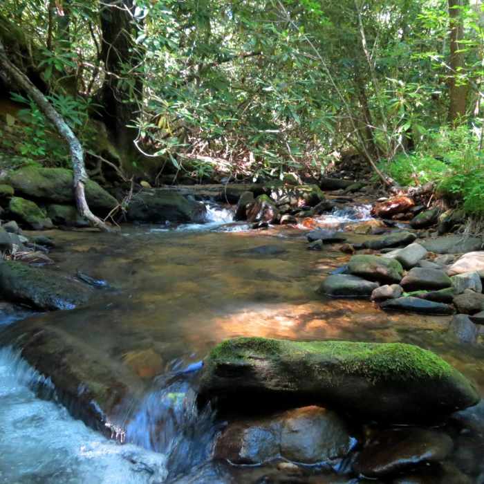 Near Cochran Falls Trail