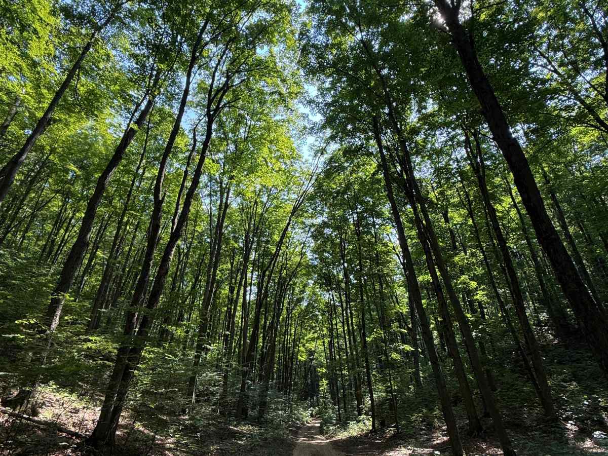 FS 5007 trail photo