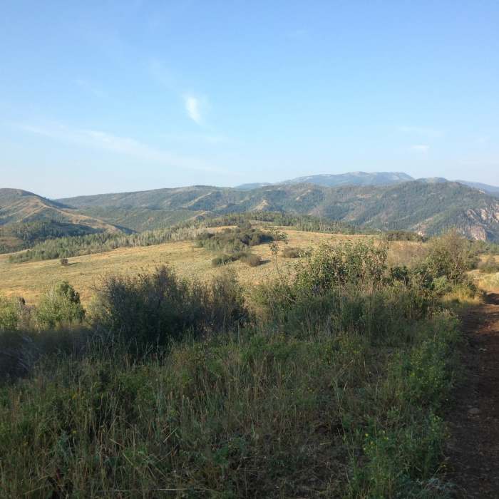 Near Little Cottonwood Trail