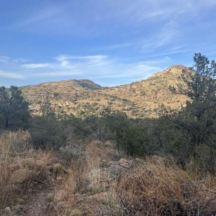 Near Reavis Gap Trail #117