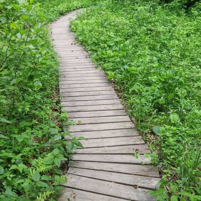 Elevated wooden tread along the Sore Heel Trail Near Bald Rock Loop