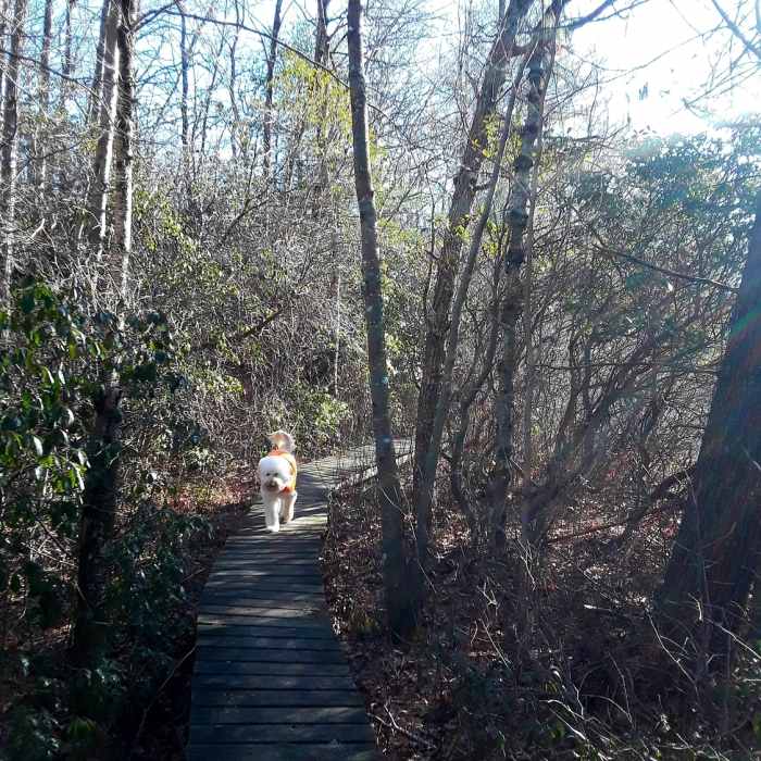 A nice trail around Hidden Lake with bridges and steps. Near Hidden Lake Out-and-Back