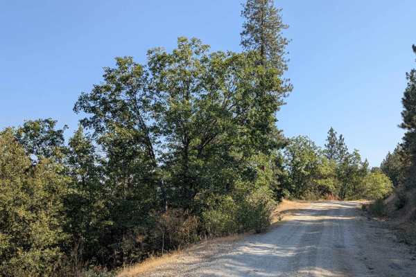 Moore Creek Road - FS 1S29