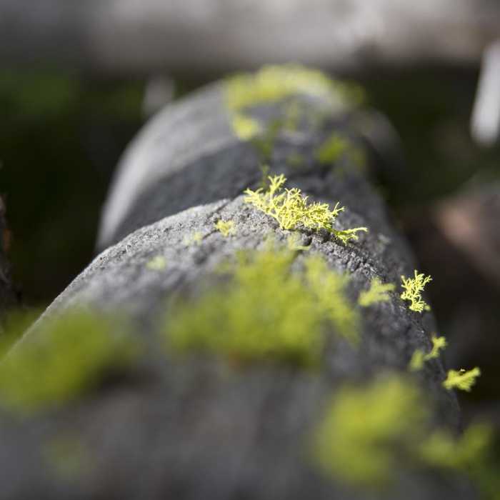 Near Alturas Lake Trail