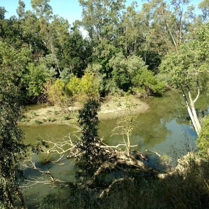 Near Putah Creek North Levee Trail