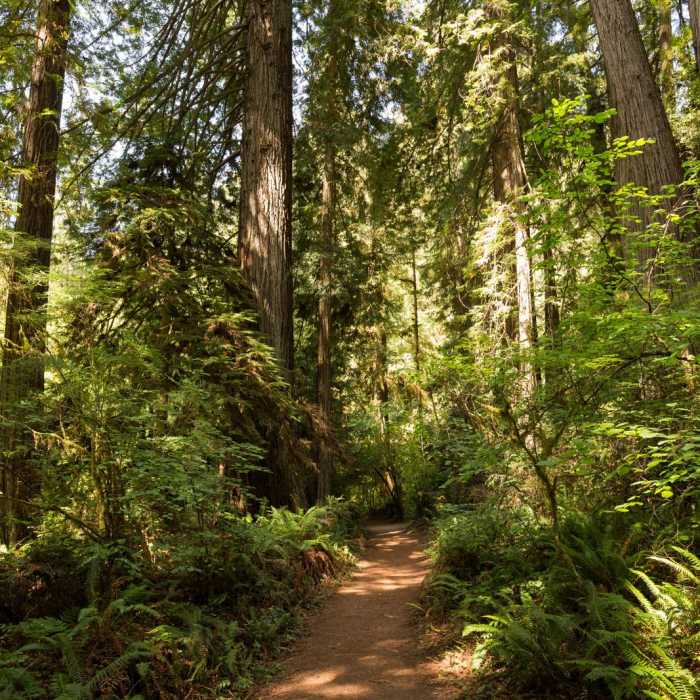 Near James Irvine Trail, Prairie Creek to Fern Canyon