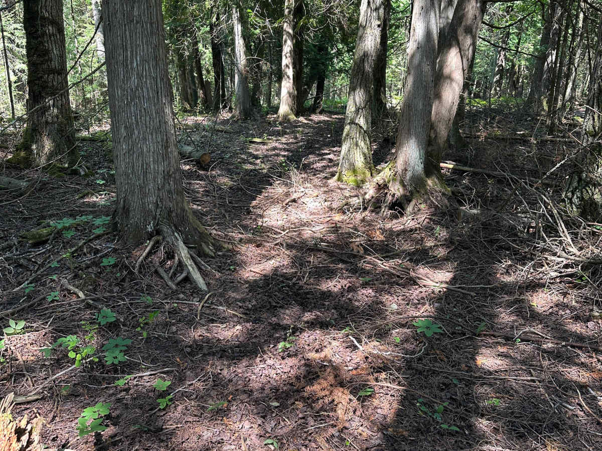 Deer Stand Cutover  photo 3