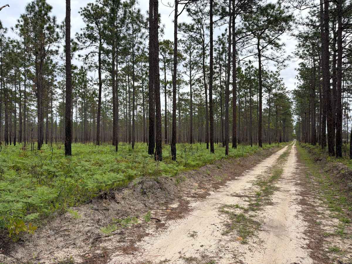 Johnny Parker Road photo 5