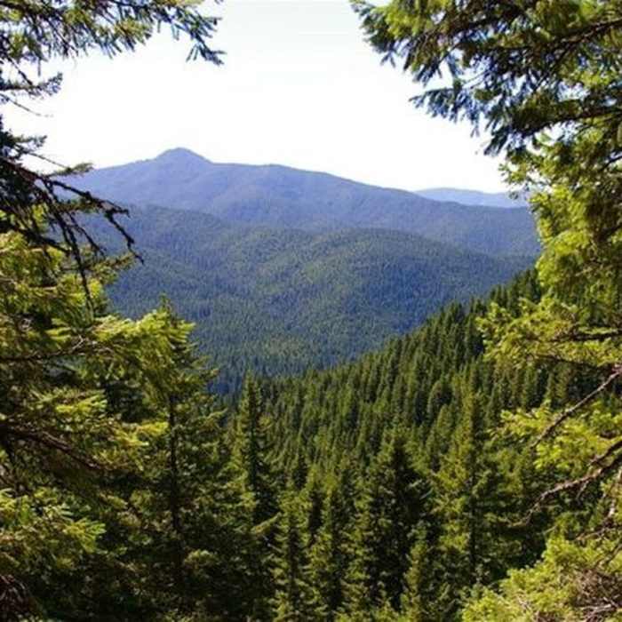 Near Kinzel Lake Trail #665