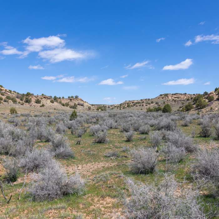 Keeley Canyon Near Holly Trail