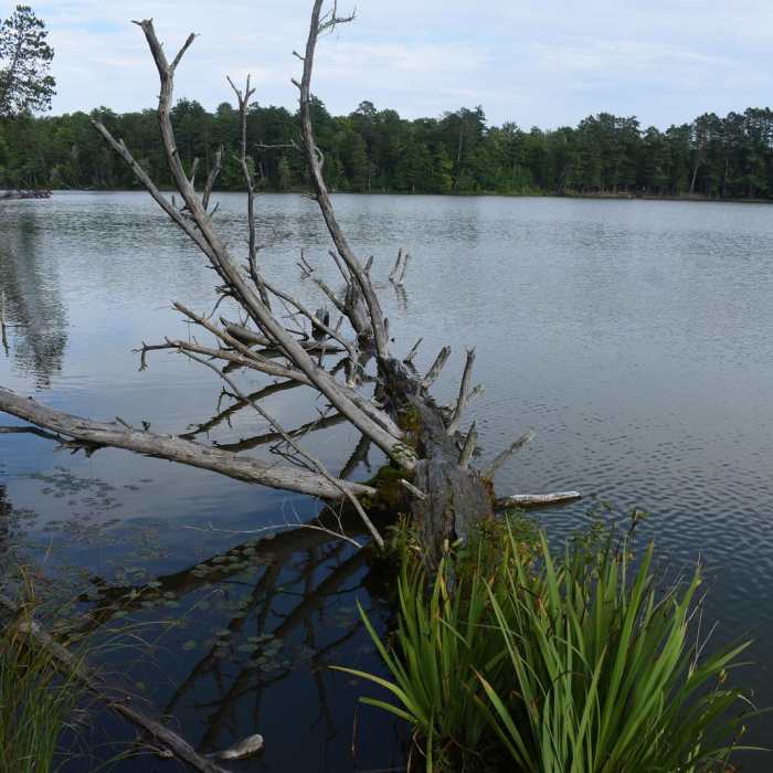 Near Loon Lake Trail