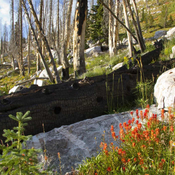 Near Pats Lake, Arrowhead Lake, + Queens River Divide