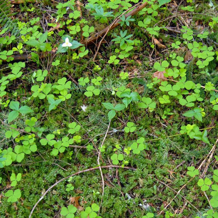 Near Hunchback Mountain