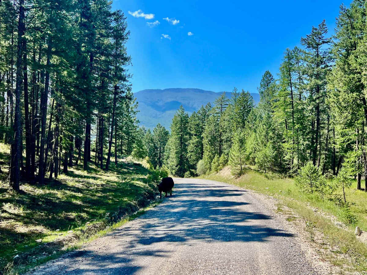 Ha Ha Creek FSR trail photo