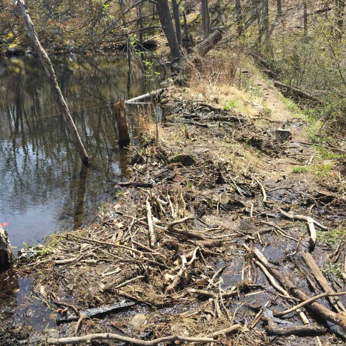 Red Trail Near Butler Reservoir Loop
