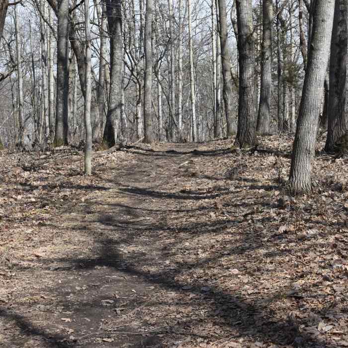 Near Arcola High Bridge Viewpoint Near Arcola High Bridge Viewpoint