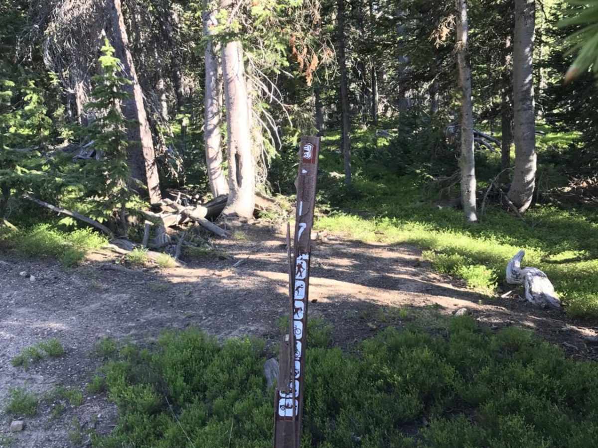 Pine Wedge photo 6