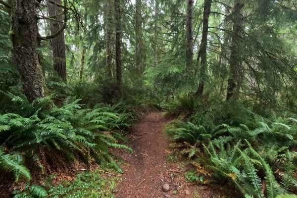 UB Lost Trail