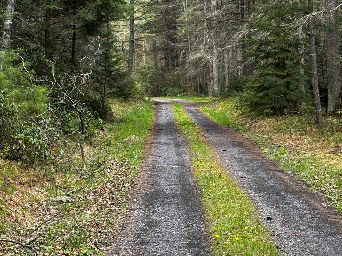 Ott Fork Road photo 6