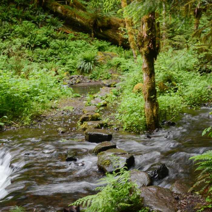 Well placed stepping stones make crossing Pup Creek easy Near Clackamas River Trail #715