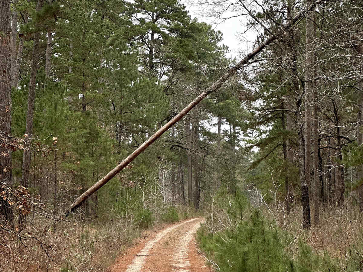 Hasan - FS 209B trail photo