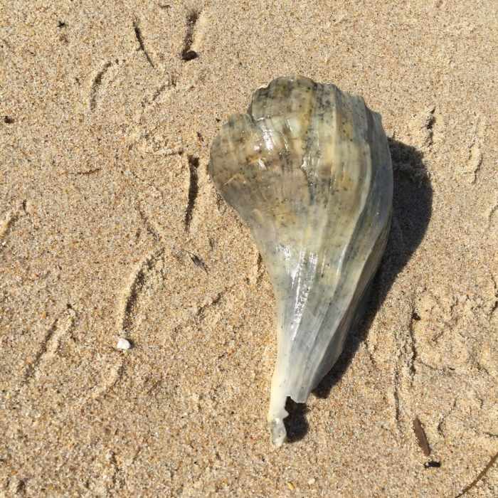 Near Cape Hatteras Point Loop