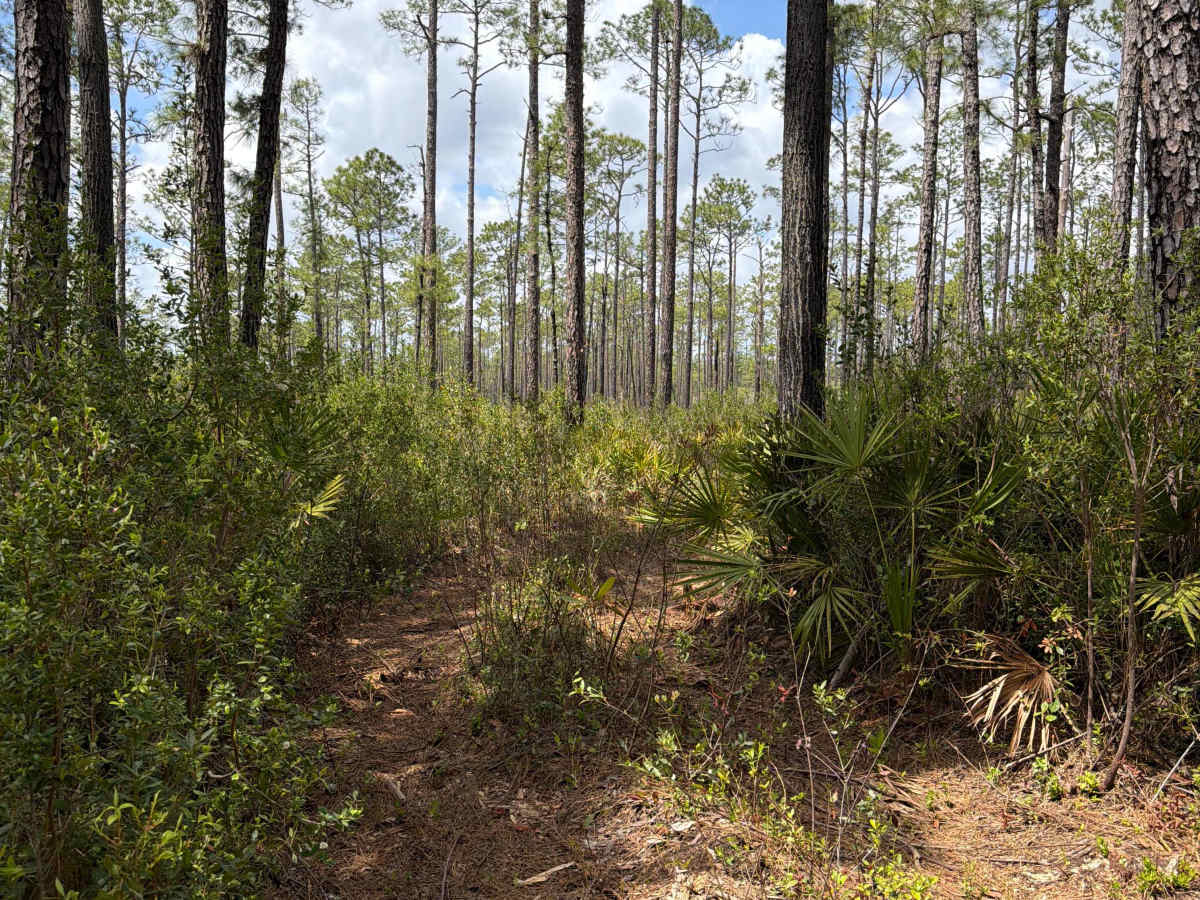 Firewood Loop - Apalachicola 364 C photo 4