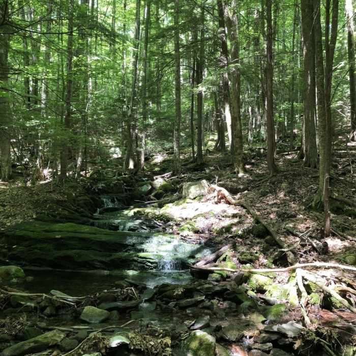 Near Basin Pond Trail