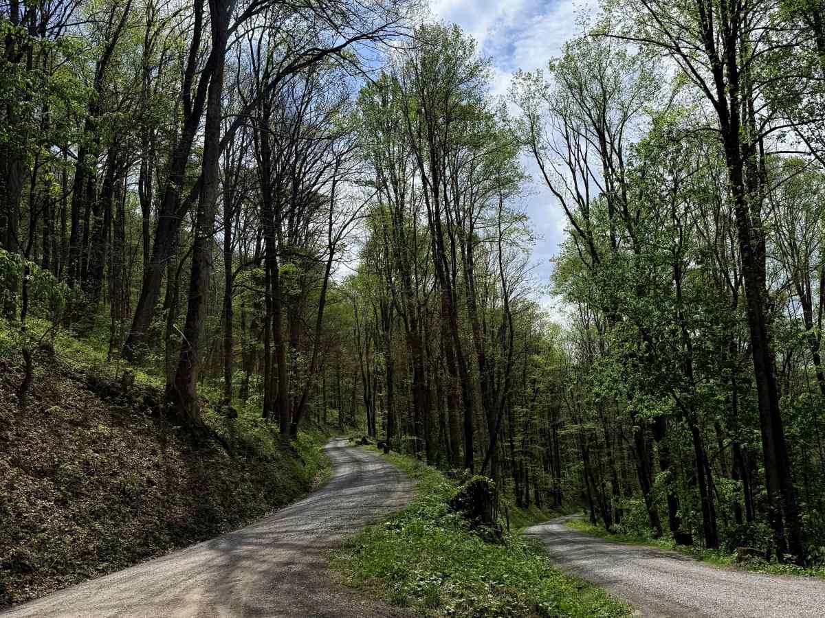 Tumbling Creek Road photo 4