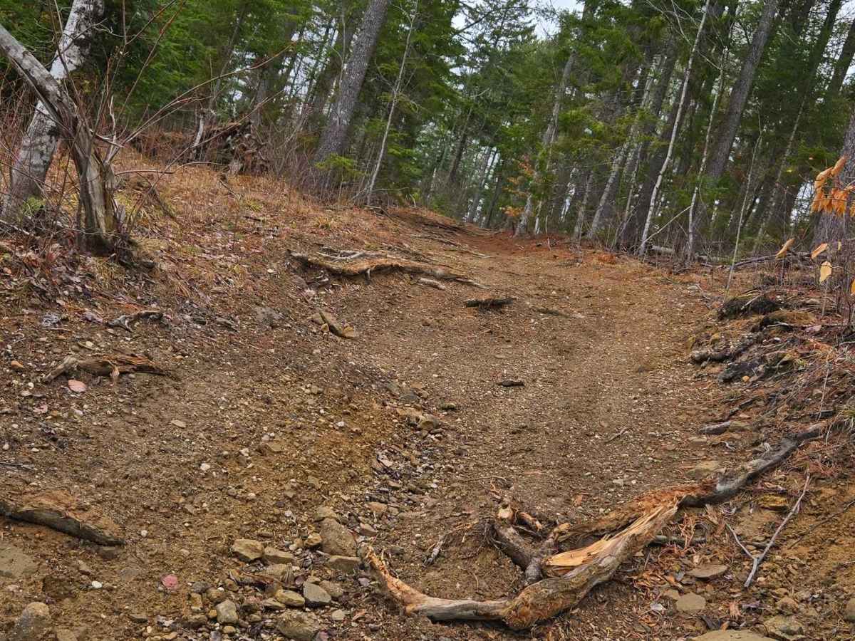 Tree Root Trail photo 4