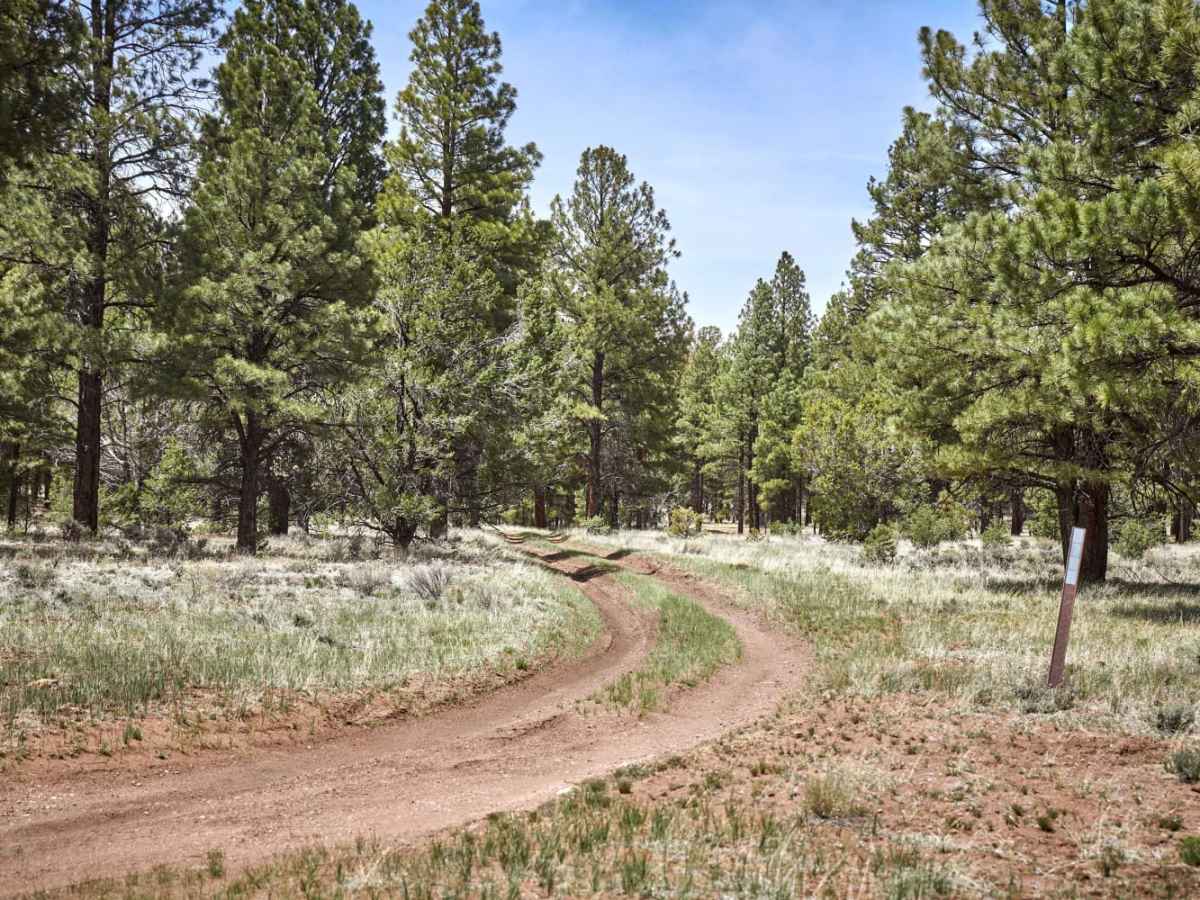 Dry Runoff Track (2762) trail photo