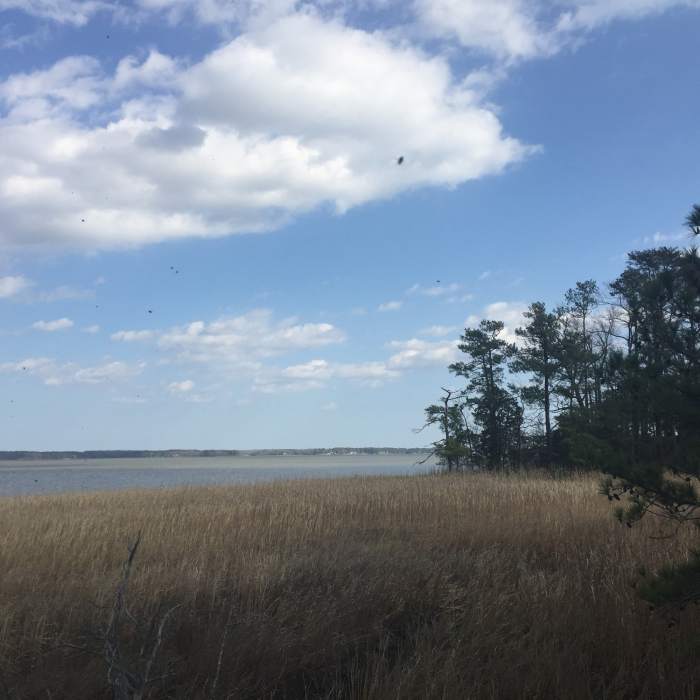 Near Pamunkey Trail
