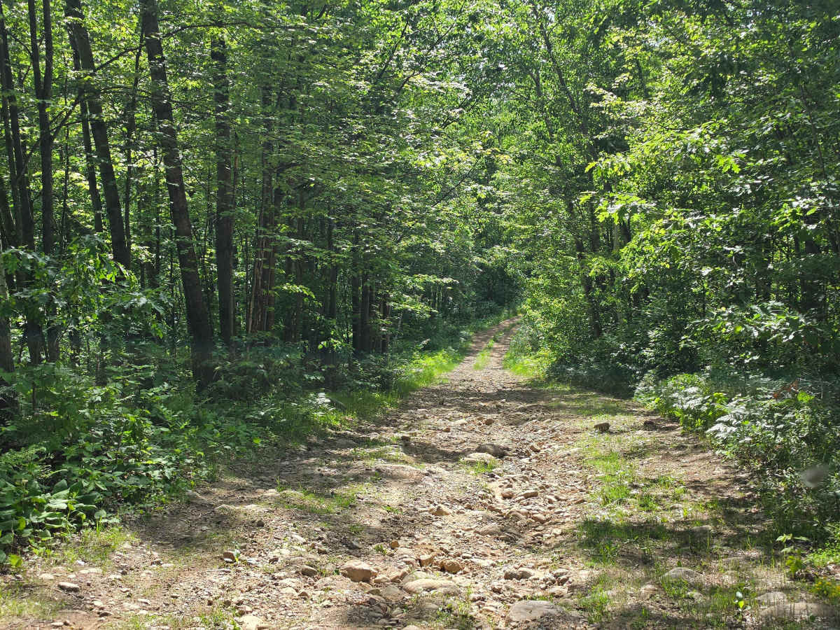 Perch Lake Lane photo 2