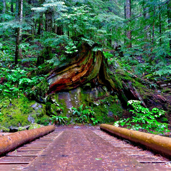 Near Hidden Falls via Tarbell Trail