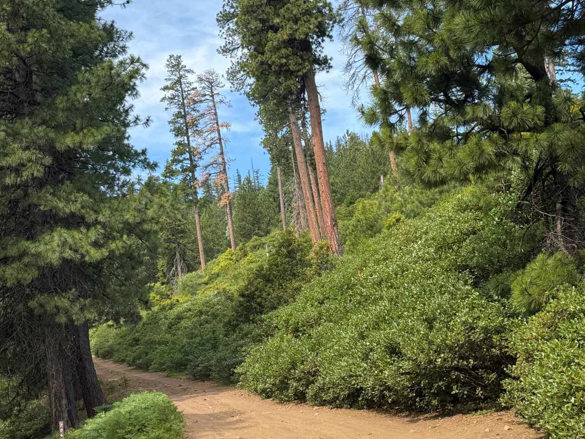 FS 2068 trail photo