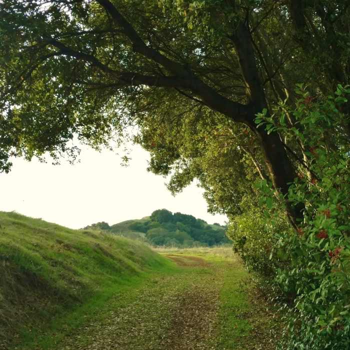 Emerging from the oak and manzanita woods on Canada del Oro Trail, to meet Bald Peaks Trail Near Canada Del Oro Trail