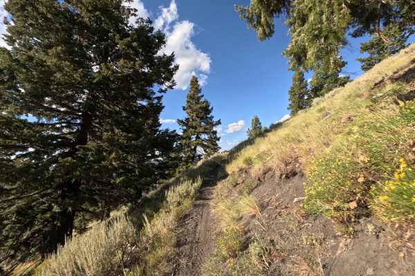 Middle Fork-South Fork 2 - FS 7199