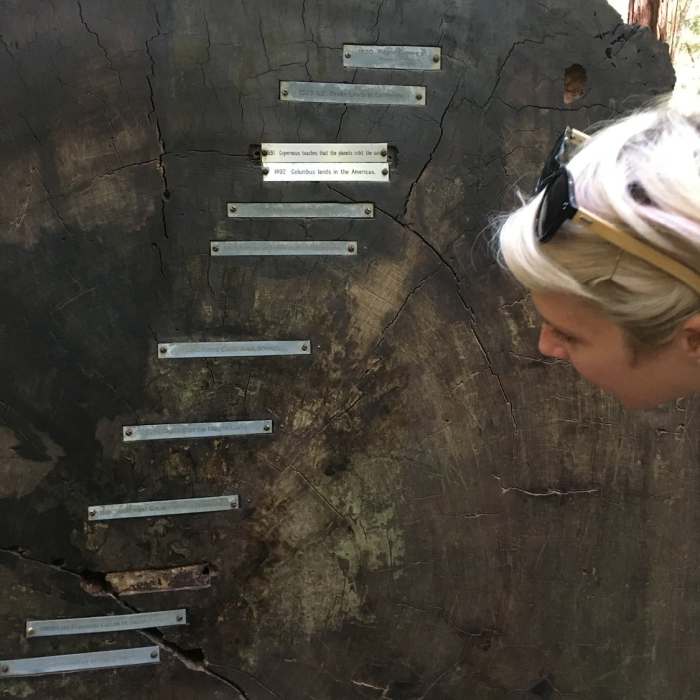 Near Armstrong Redwoods Tour