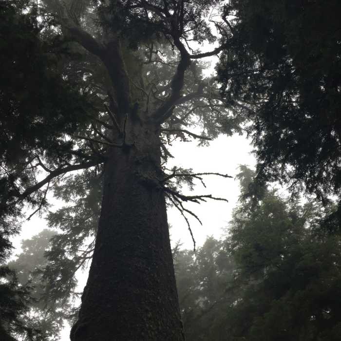 Near Big Spruce Trail