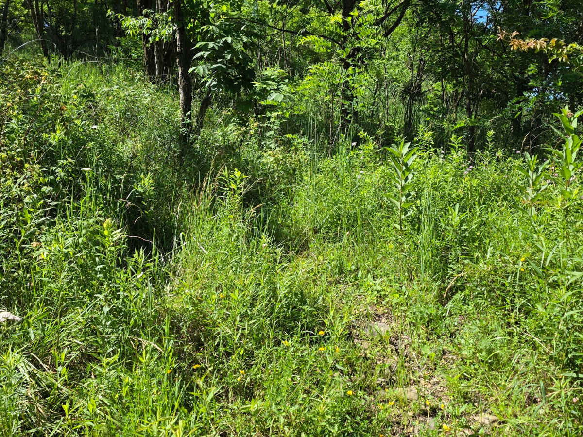 Single Track X trail photo