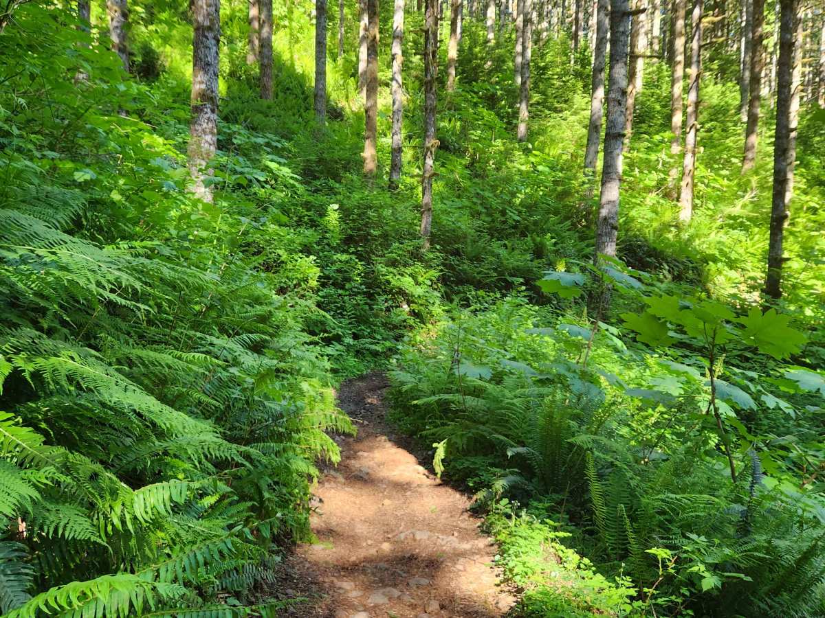 Larch Trail East photo 3