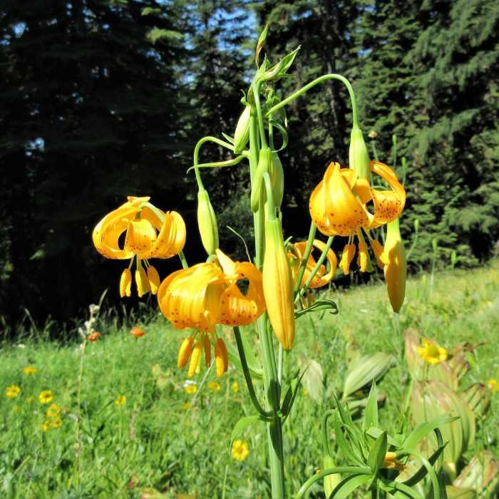 Near Bull Gap Trail #1017