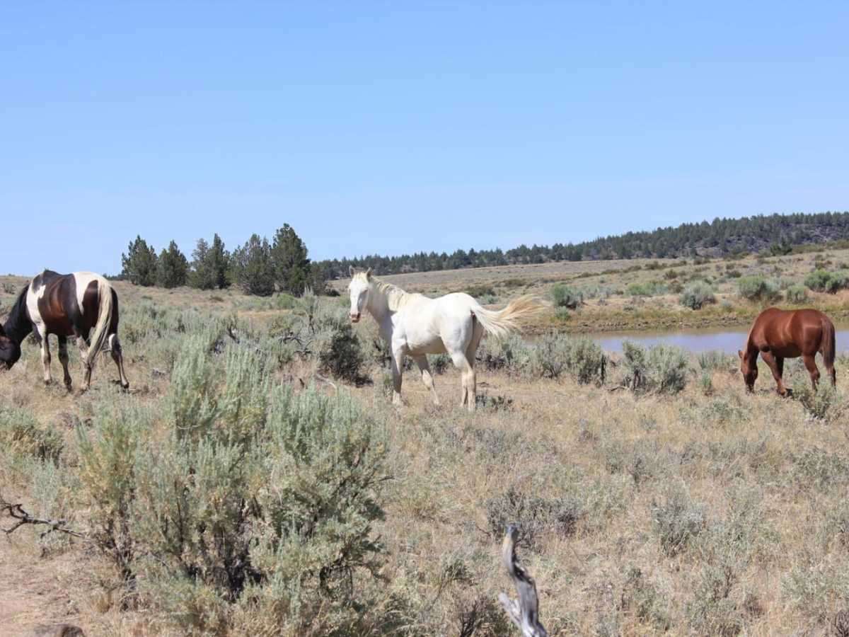 Steens Loop photo 2