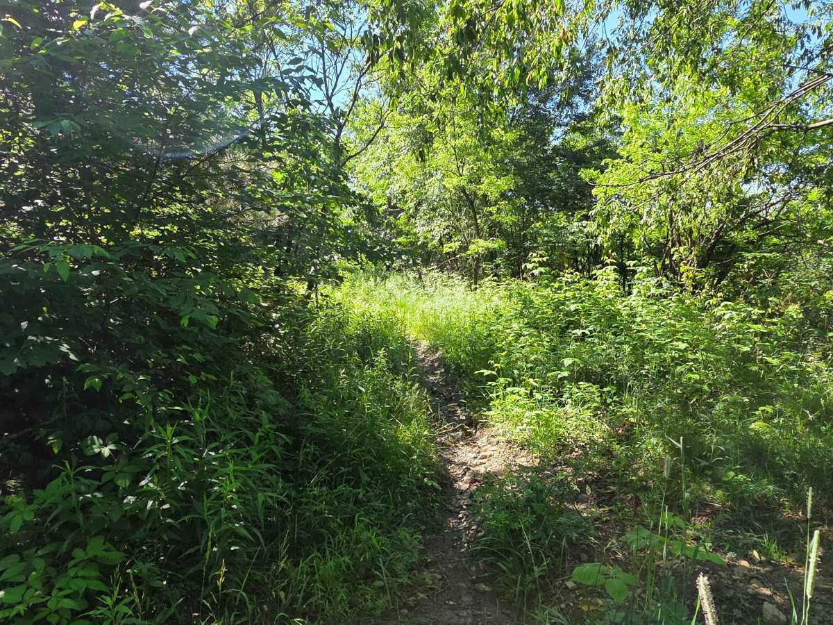 Single Track S photo 6