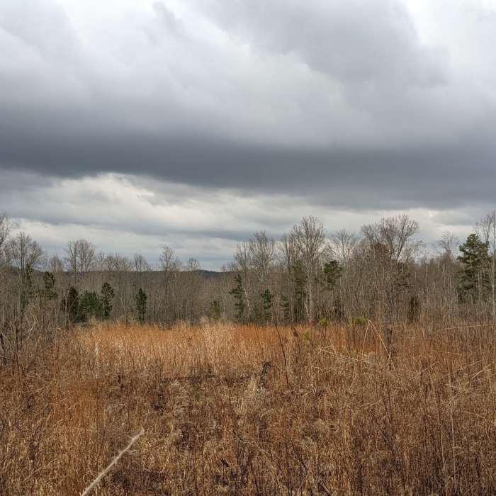 An area that has been cleared along the trail by USFS to promote wildlife habitat. Near Two Lakes Trail